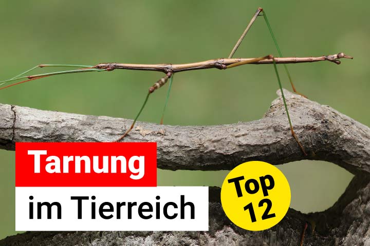 Wie sich Tiere tarnen