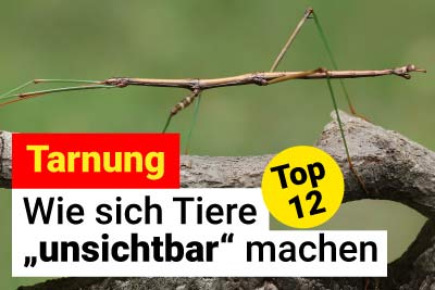 Tiere, die Meister der Tarnung sind