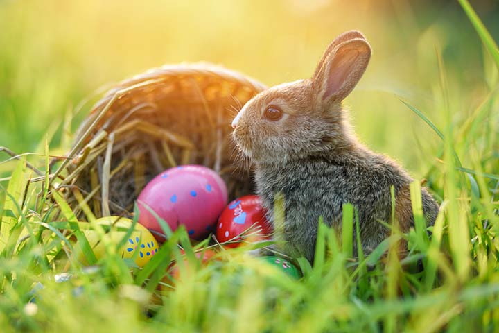 Woher kommt der Osterhase?