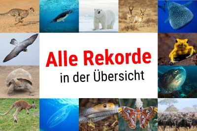 Alle Rekorde (Übersicht)