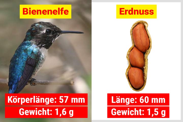 Bienenelfe