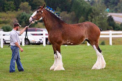 Größtes Pferd der Welt