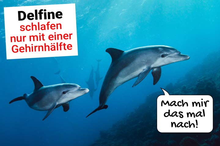 Delfin