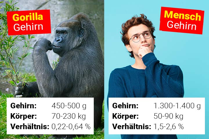 Das Gehirn eines Menschen ist dreimal schwerer als das eines Gorillas