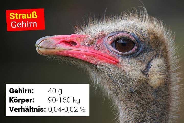 Beim Strauß ist das Gehirn kleiner als seine Augen