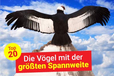 Die Vögel mit größter Spannweite