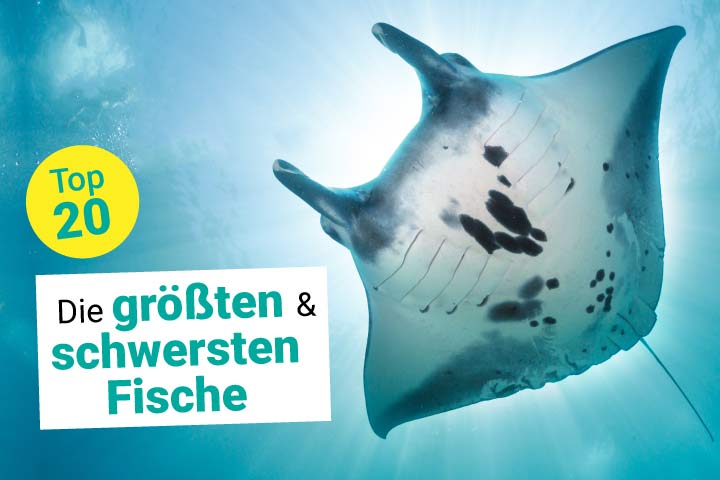 Die größten Fische