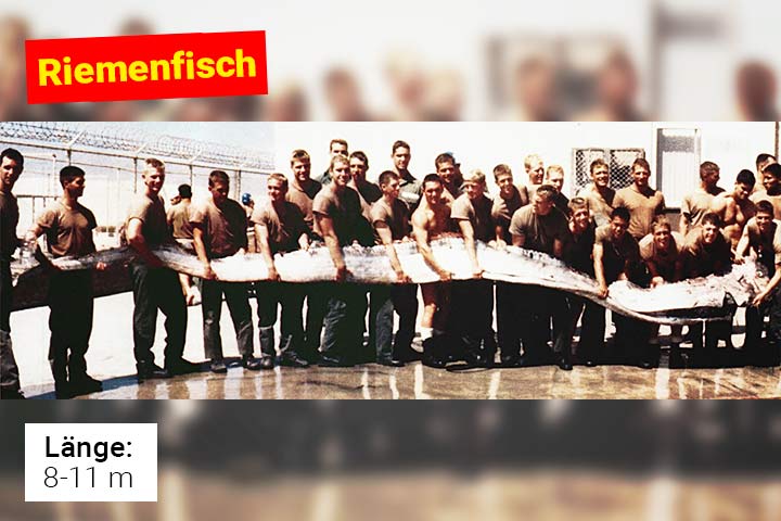 Riemenfisch
