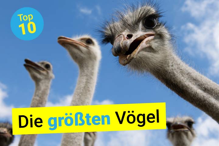 Strauß