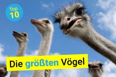 Die größten Vögel