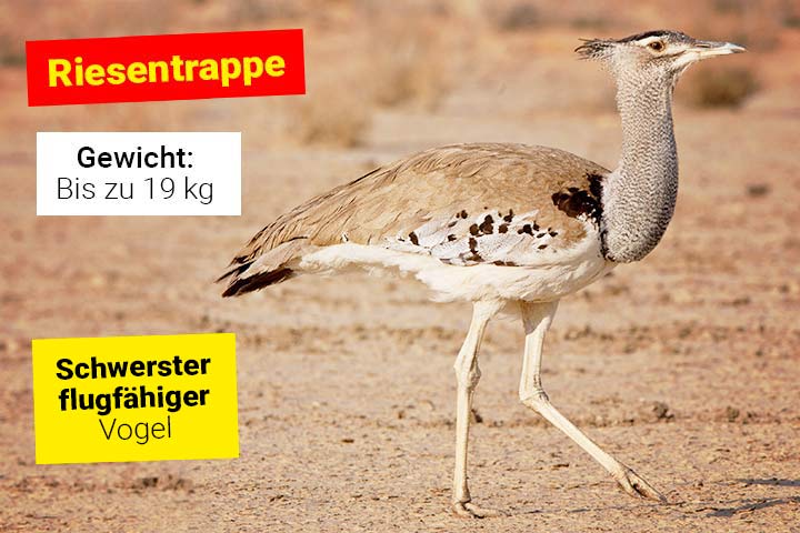 Riesentrappe