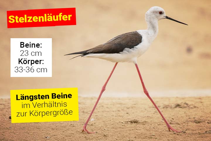 Stelzenläufer
