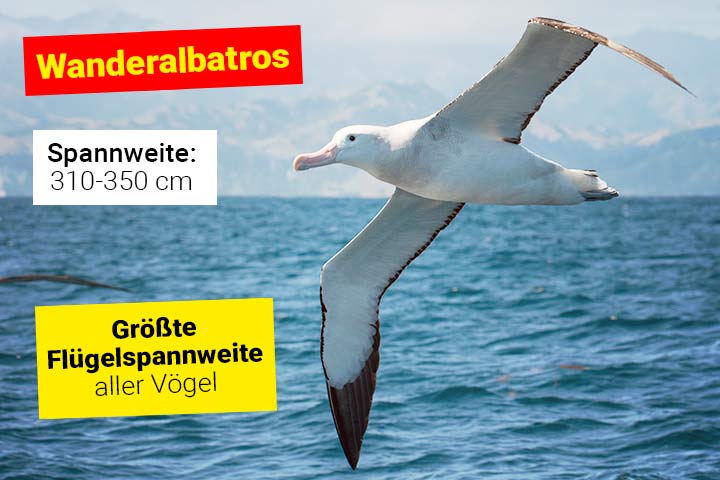Wanderalbatros