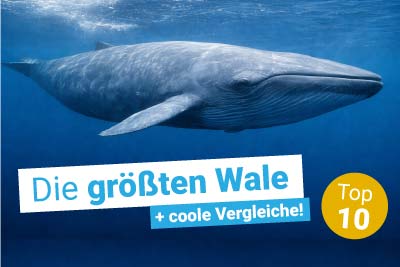 Die 10 größten Wale der Welt