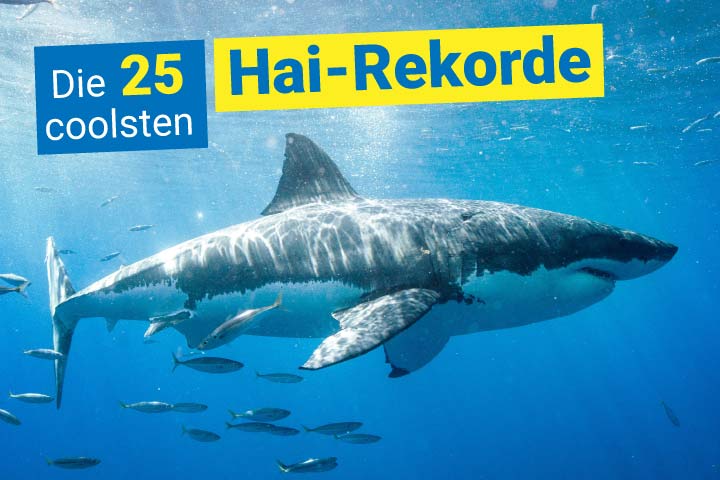 Weißer Hai