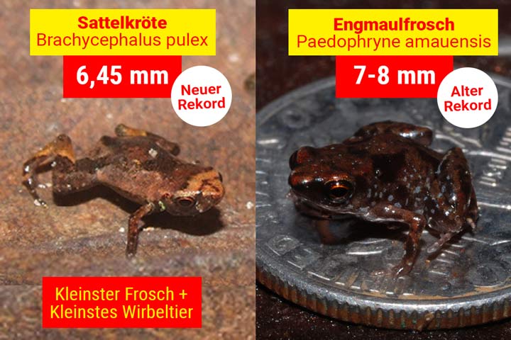 Kleinster Frosch