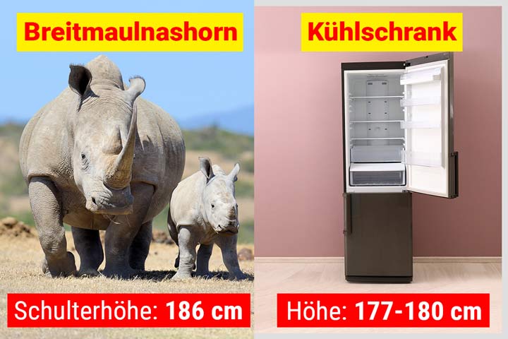 Breitmaulnashorn