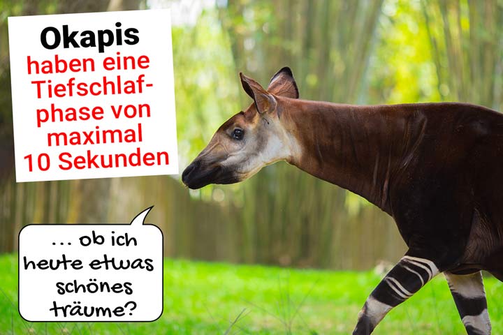 Okapi