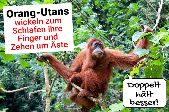 Orang-Utan