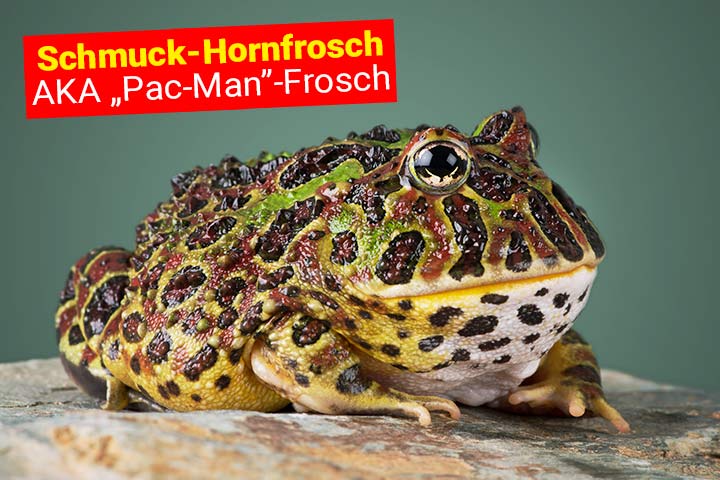 Schmuck-Hornfrosch