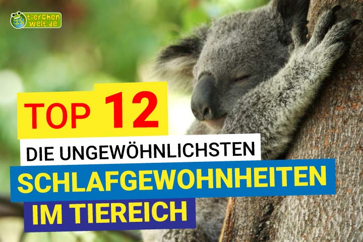 Ein Kaola im Schlummerland :)