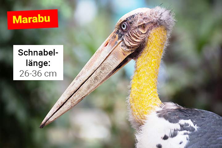 Marabu