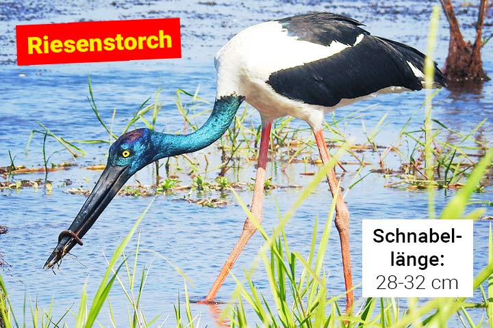 Riesenstorch