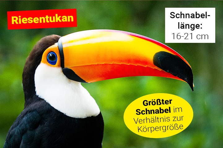 Riesentukan