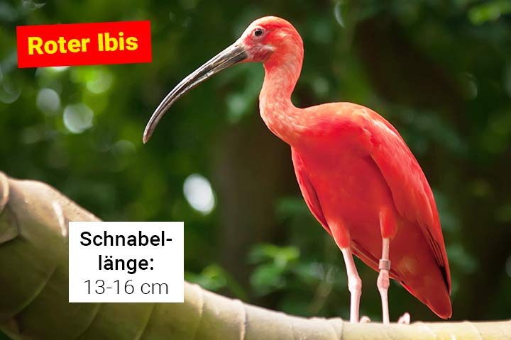Roter Ibis