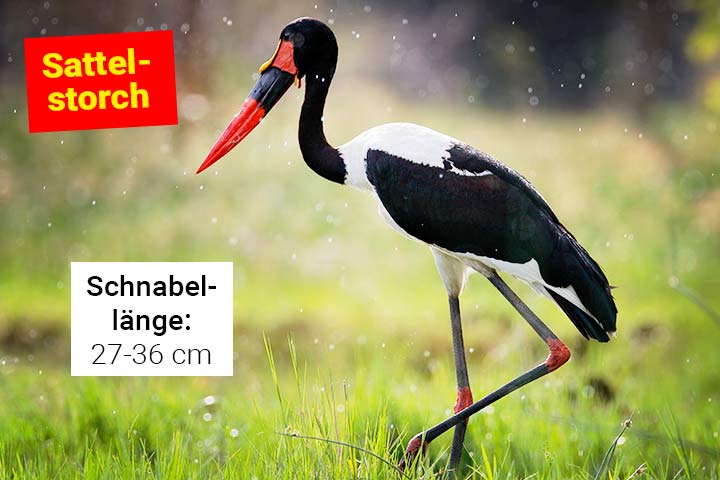 Sattelstorch