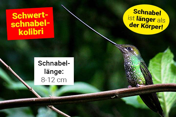 Schwertschnabelkolibri
