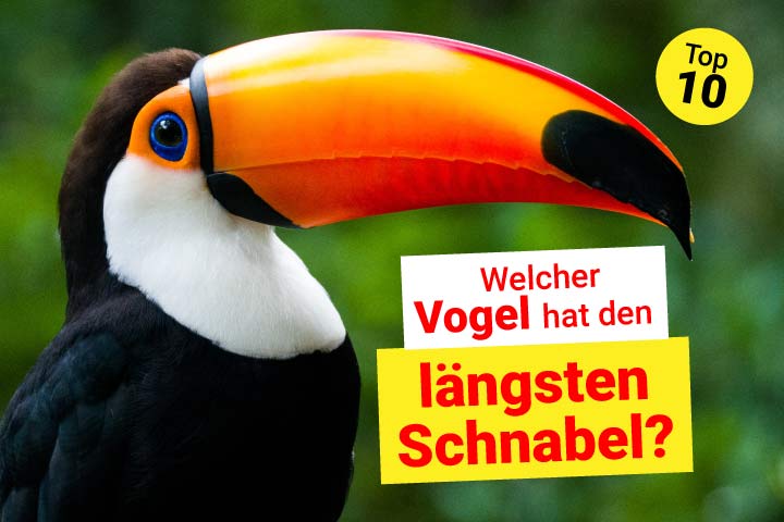 Die 10 längsten Schnäbel im Tierreich