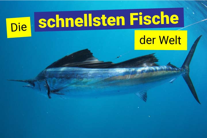 Segelfisch