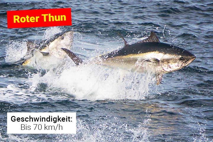 Roter Thun