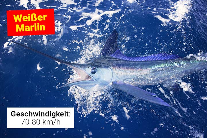 Weißer Marlin