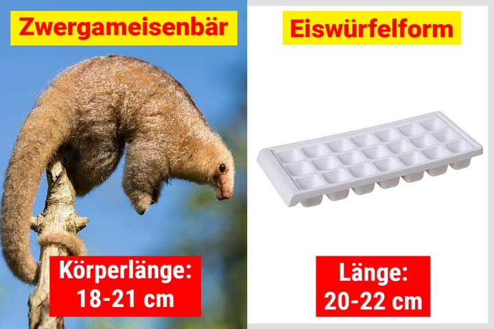 Zwergameisenbär