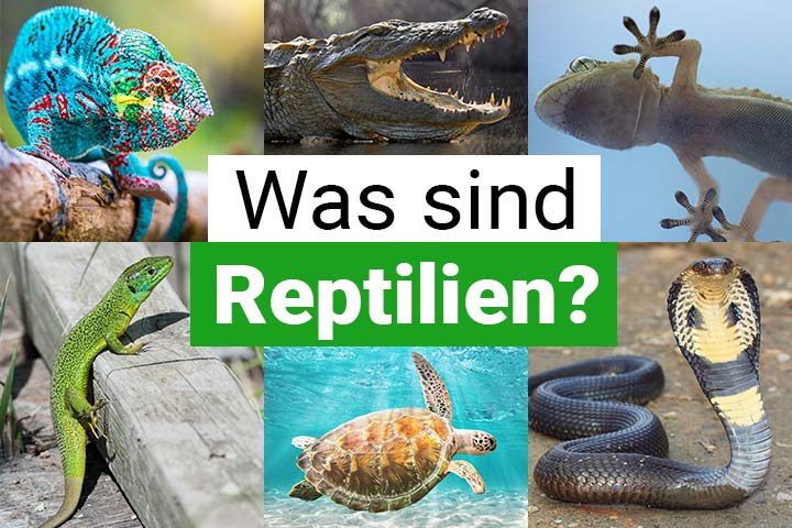 Was sind Reptilien?