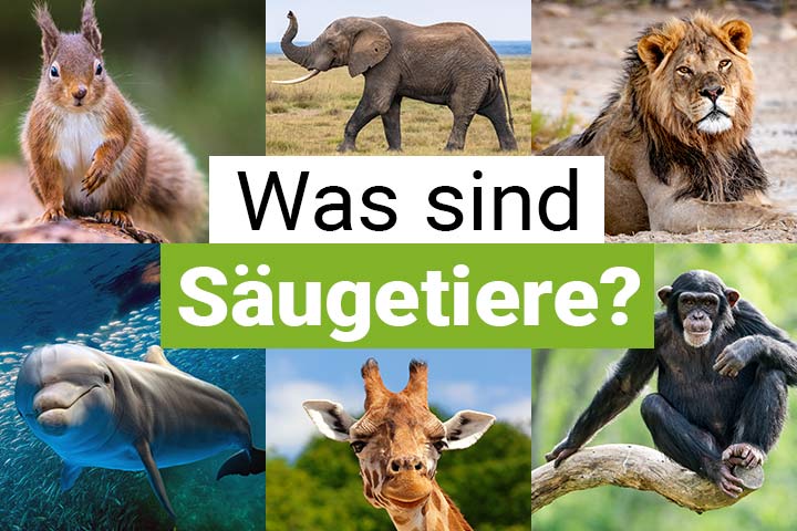 Stammbaum der Säugetiere