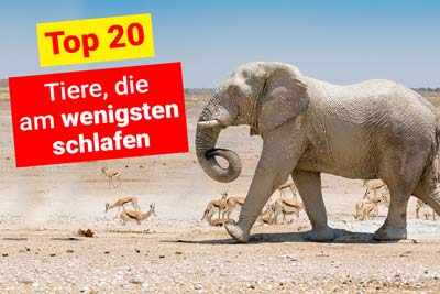 Tiere, die am wenigsten schlafen