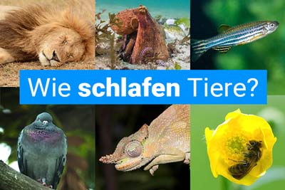Wie schlafen Tiere?