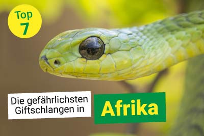 Die gefährlichsten Schlangen: Afrika