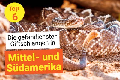 Die gefährlichsten Schlangen: Amerika