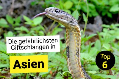 Die gefährlichsten Schlangen: Asien