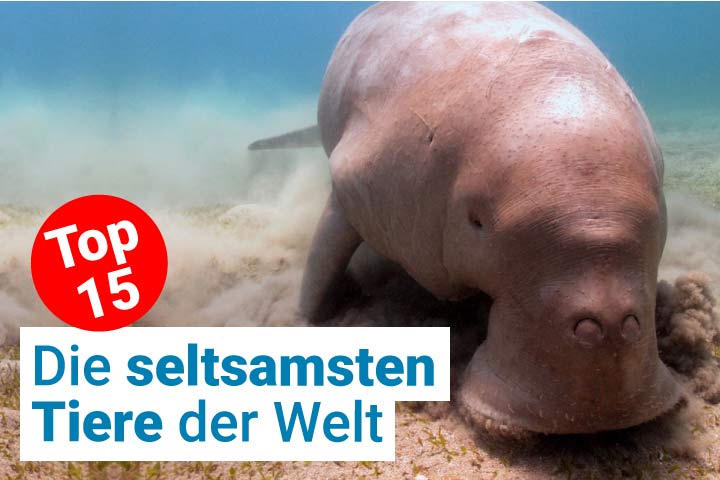 Die seltsamsten Tiere der Welt