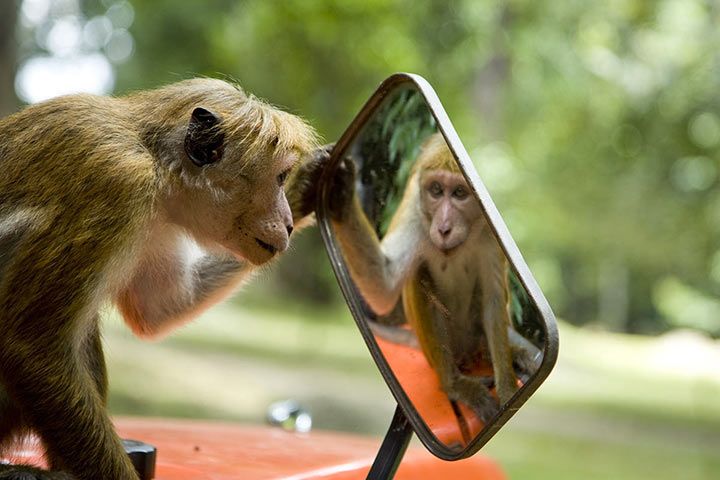 Affe betrachtet sich im Spiegel
