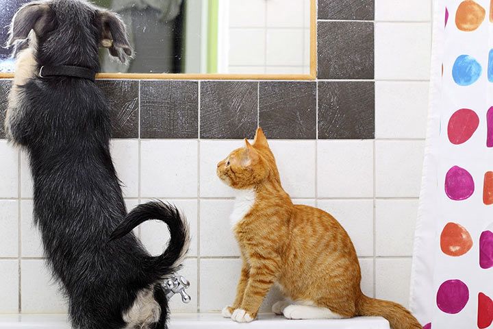 Hund und Katze vor einem Spiegel