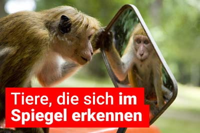 8 Tiere, die sich im Spiegel erkennen können