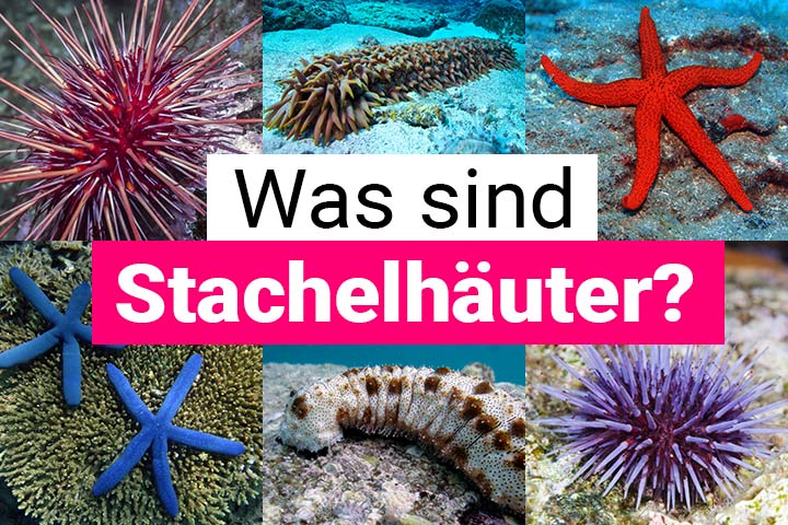Was sind Stachelhäuter?