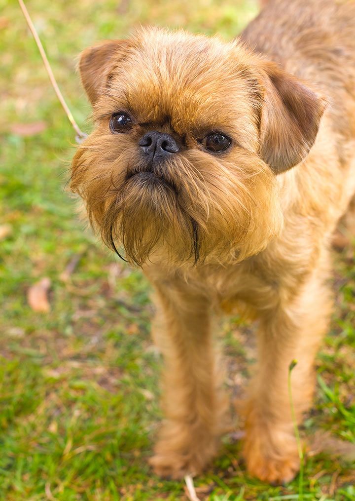 Brussels Griffon