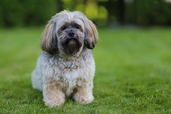 Lhasa Apso